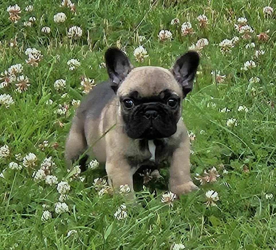 chiot Bouledogue français du Domaine de Jamana