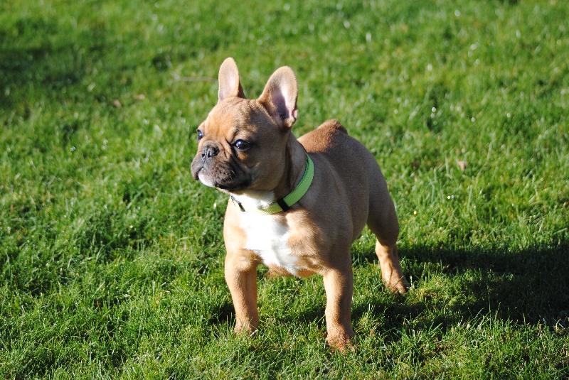 Mylo du Domaine de Jamana